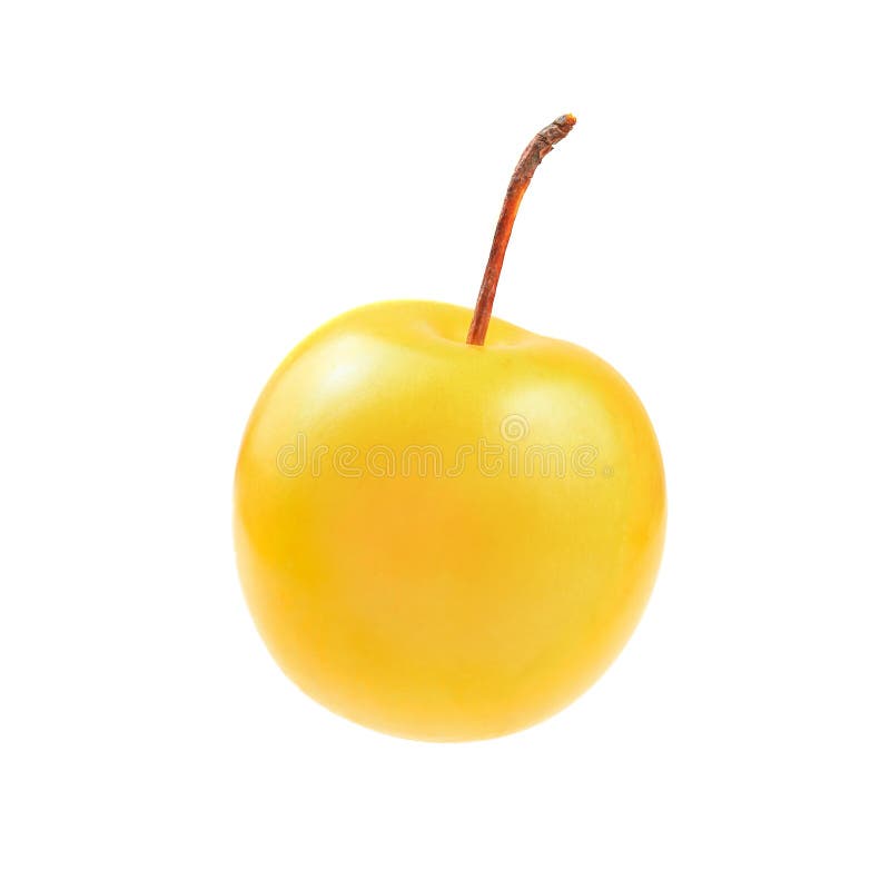 Ενιαίο domestica Prunus δαμάσκηνων mirabele που απομονώνεται στο άσπρο backgr στοκ εικόνα Ενιαίο domestica Prunus δαμάσκηνων mirabele που απομονώνεται στο άσπρο backgr στοκ εικόνα
