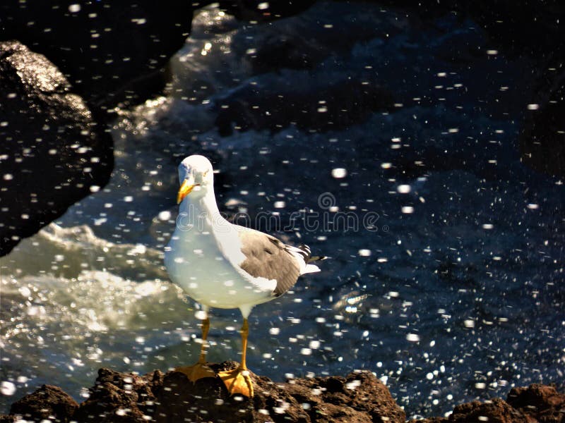 Ενιαίο seagull στοκ εικόνες Ενιαίο seagull στοκ εικόνες