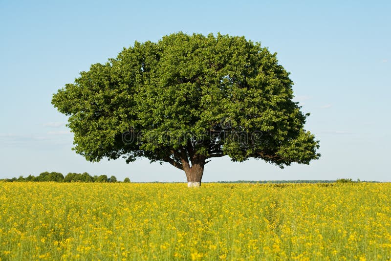 ενιαίο δέντρο πεδίων canola γεωργίας lanscape στοκ εικόνες ενιαίο δέντρο πεδίων canola γεωργίας lanscape στοκ εικόνες