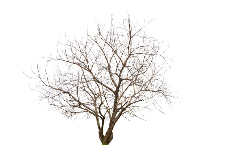 Ενιαίο παλαιό και νεκρό δέντρο