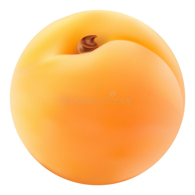 Single Fresh Apricot On A White Background. Realistic Vector Illustration. Single Fresh Apricot On A White Background. Realistic Vector Illustration.
