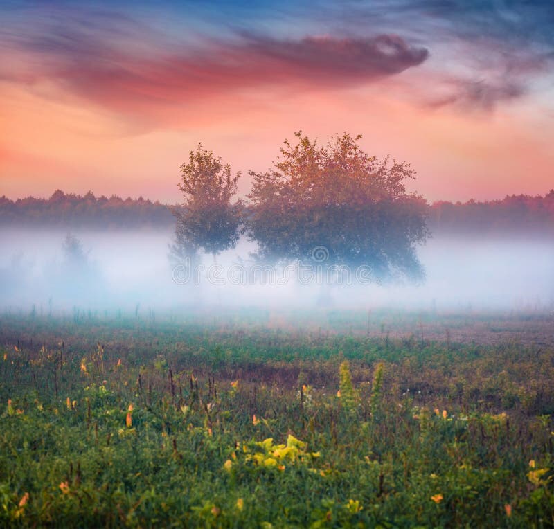 Apple tree on the middle of foggy mwadow. Spectacular evening scene of Shatsky National Park, Krymne lake location, Volyn region, Ukraine. Beauty of nature concept background. Apple tree on the middle of foggy mwadow. Spectacular evening scene of Shatsky National Park, Krymne lake location, Volyn region, Ukraine. Beauty of nature concept background