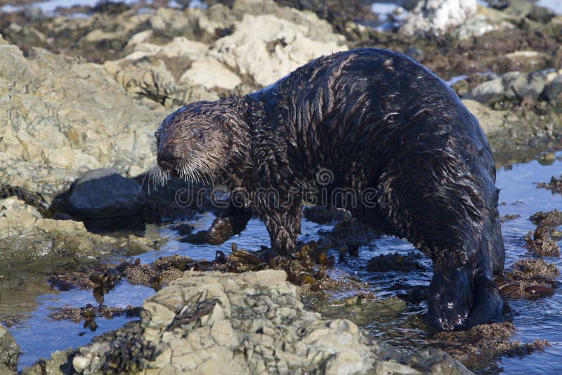 Sea otter which walks along shallow water to the water on a winter sunny day. Sea otter which walks along shallow water to the water on a winter sunny day