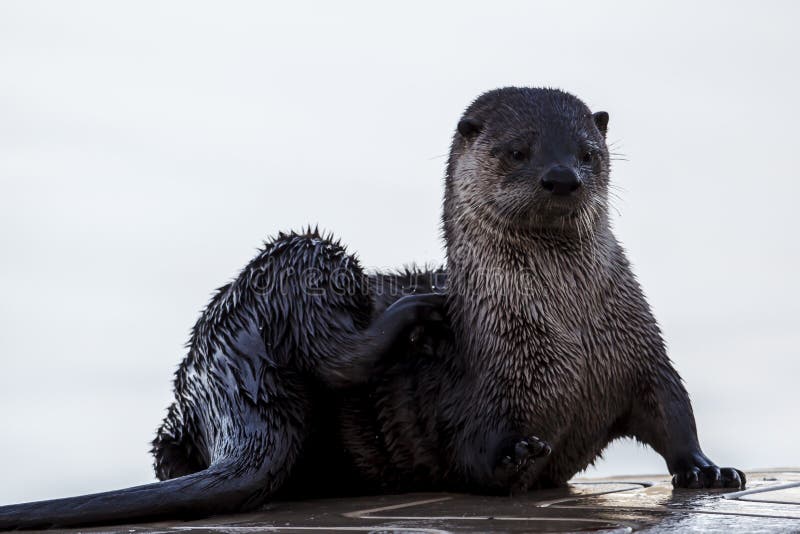 A close up of a cute otter on a dock at Hauser Lake, Idaho. A close up of a cute otter on a dock at Hauser Lake, Idaho