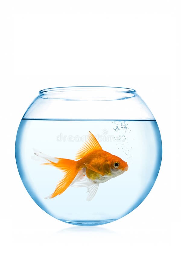 ενυδρείο goldfish στοκ εικόνες ενυδρείο goldfish στοκ εικόνες