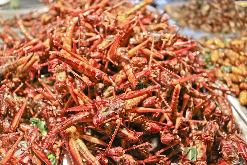 Εξωτικά τρόφιμα - τηγανισμένα grasshoppers οδός Ταϊλάνδη τροφίμων στοκ εικόνες με δικαίωμα ελεύθερης χρήσης Εξωτικά τρόφιμα - τηγανισμένα grasshoppers οδός Ταϊλάνδη τροφίμων στοκ εικόνες με δικαίωμα ελεύθερης χρήσης