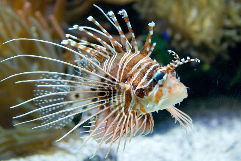 A view of an exotic fish in an oceanographic museum aquarium. A view of an exotic fish in an oceanographic museum aquarium.