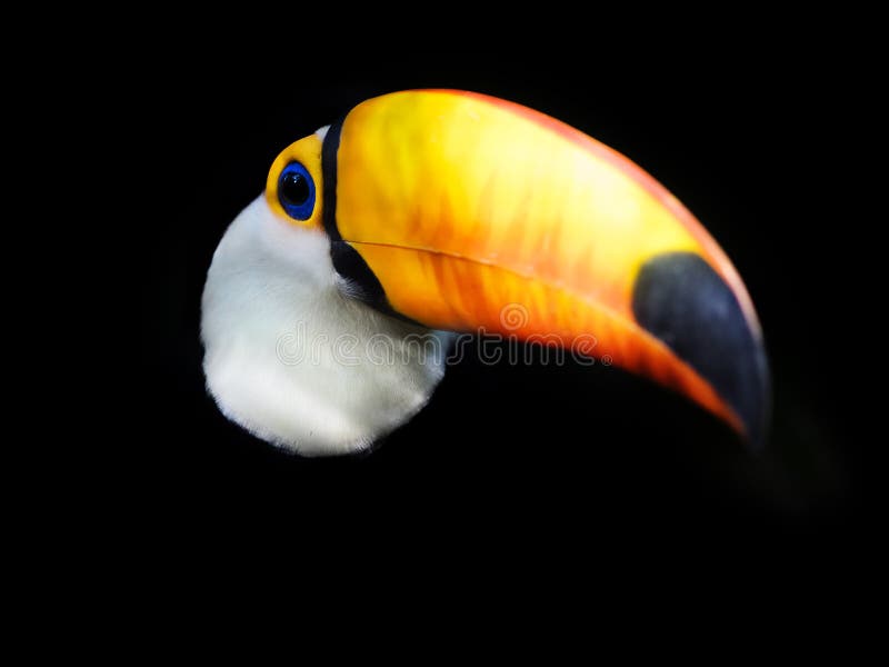 Εξωτικό πουλί Toucan που προκύπτει από το σκοτεινό υπόβαθρο στοκ φωτογραφία με δικαίωμα ελεύθερης χρήσης