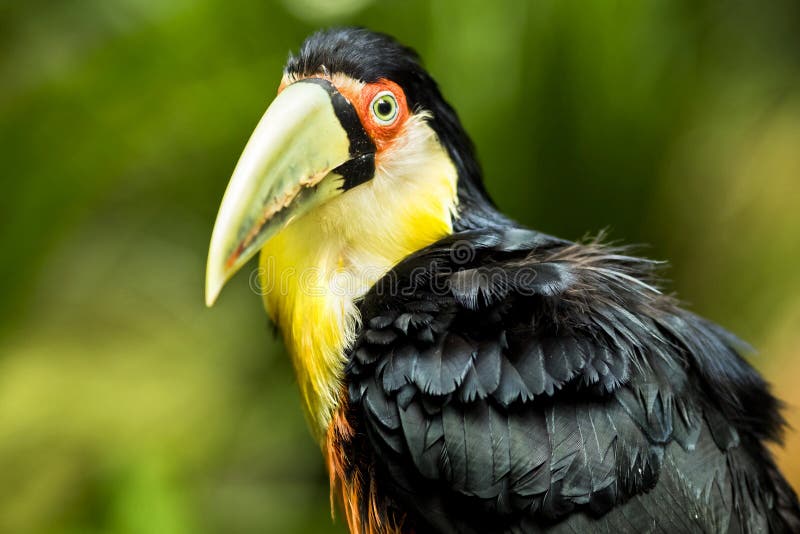 Εξωτικό πουλί Toucan στη φυσική ρύθμιση κοντά στις πτώσεις Iguazu, Βραζιλία στοκ φωτογραφίες