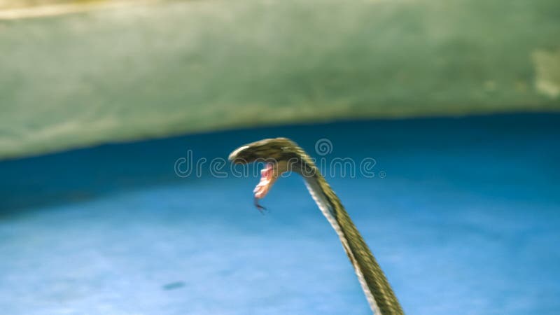 Επίθεση Cobra βασιλιάδων στην επίδειξη, AO Nang, Krabi, Ταϊλάνδη απόθεμα βίντεο
