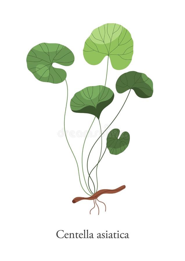επίπεδη απεικόνιση διανύσματος gotu kola centella asiatica. πολύχρωμο φυτικό ιατρικό βότανο απομονωμένο σε λευκό φόντο. διακλάδωση διανυσματική απεικόνιση