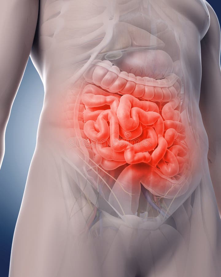 Medical 3d illustration of a painful intestine. Medical 3d illustration of a painful intestine