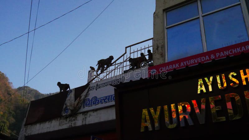Επίσταξη ινδικού εστιατορίου με μαϊμούδες να σκαρφαλώνουν μεταξύ στέγων στοκ φωτογραφία