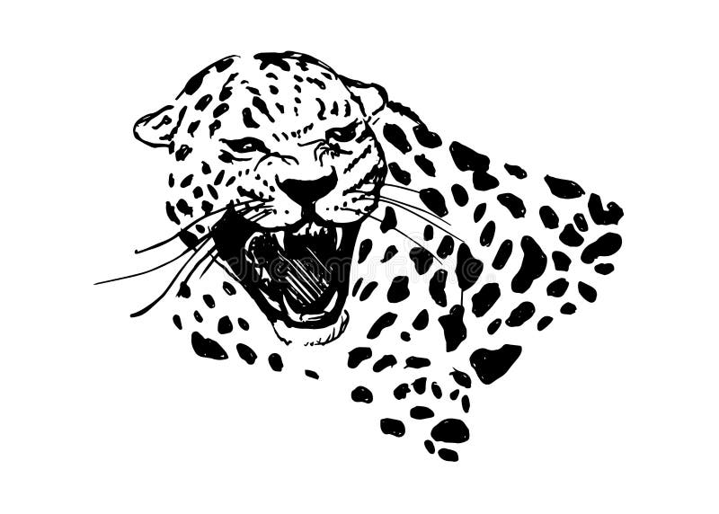 Hand sketch head roaring jaguar. Vector illustration. Hand sketch head roaring jaguar. Vector illustration