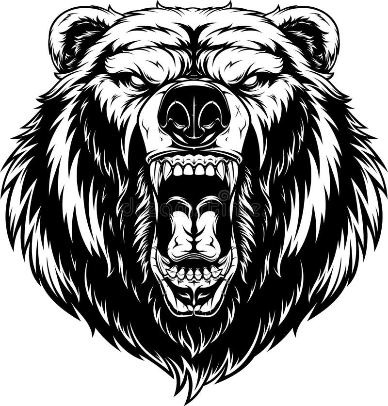 Vector illustration, head of a ferocious grizzly bear, contour on a white background. Vector illustration, head of a ferocious grizzly bear, contour on a white background