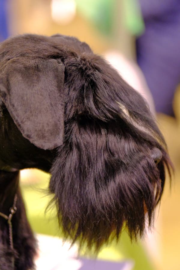 Επικεφαλής ο ένα μαύρο μικροσκοπικό schnauzer zwergschnauzer στοκ εικόνα με δικαίωμα ελεύθερης χρήσης Επικεφαλής ο ένα μαύρο μικροσκοπικό schnauzer zwergschnauzer στοκ εικόνα με δικαίωμα ελεύθερης χρήσης