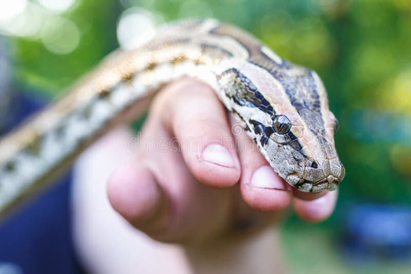 Επικεφαλής του Reticulated python στα χέρια του ατόμου στοκ φωτογραφίες Επικεφαλής του Reticulated python στα χέρια του ατόμου στοκ φωτογραφίες