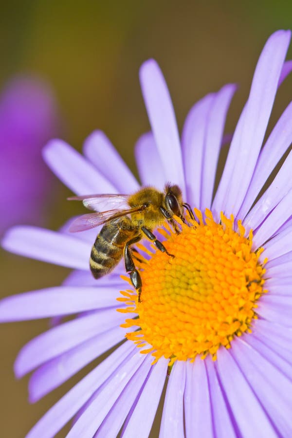 European honey bee (Apis mellifera) collecting pollen of summer flower. European honey bee (Apis mellifera) collecting pollen of summer flower