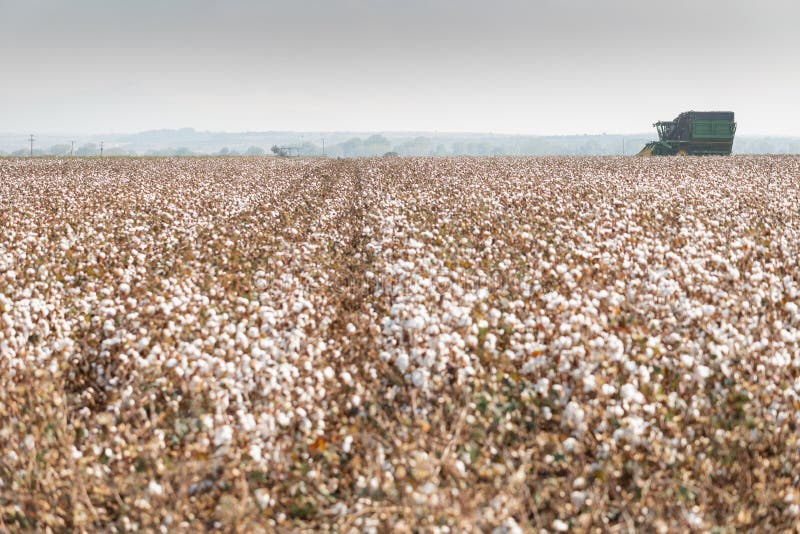 Cotton picker machine harvesting a field in Komotini, Rodopi, Greece. Cotton picker machine harvesting a field in Komotini, Rodopi, Greece