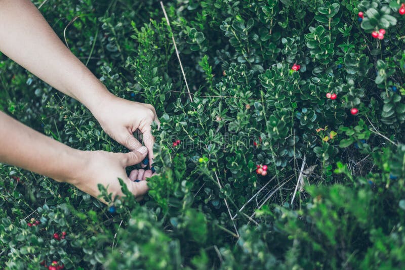 Επιλογή lingonberry Γυναίκα που συλλέγει τα άγρια μούρα στοκ εικόνα Επιλογή lingonberry Γυναίκα που συλλέγει τα άγρια μούρα στοκ εικόνα