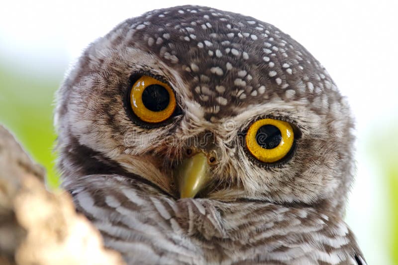 Επισημασμένα πουλιά brama Athene owlet κοντά επάνω στοκ φωτογραφίες με δικαίωμα ελεύθερης χρήσης Επισημασμένα πουλιά brama Athene owlet κοντά επάνω στοκ φωτογραφίες με δικαίωμα ελεύθερης χρήσης