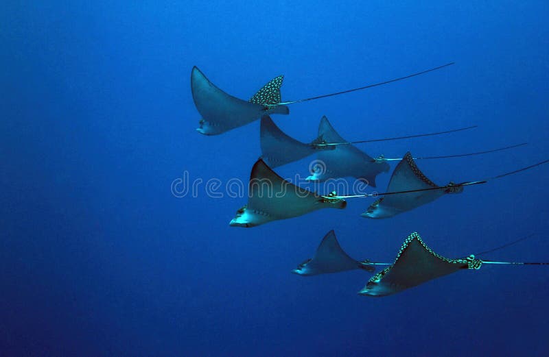 Seven Spotted Eagle Rays (Aetobatus Narinari) in the Blue, Cozumel, Mexico. Seven Spotted Eagle Rays (Aetobatus Narinari) in the Blue, Cozumel, Mexico