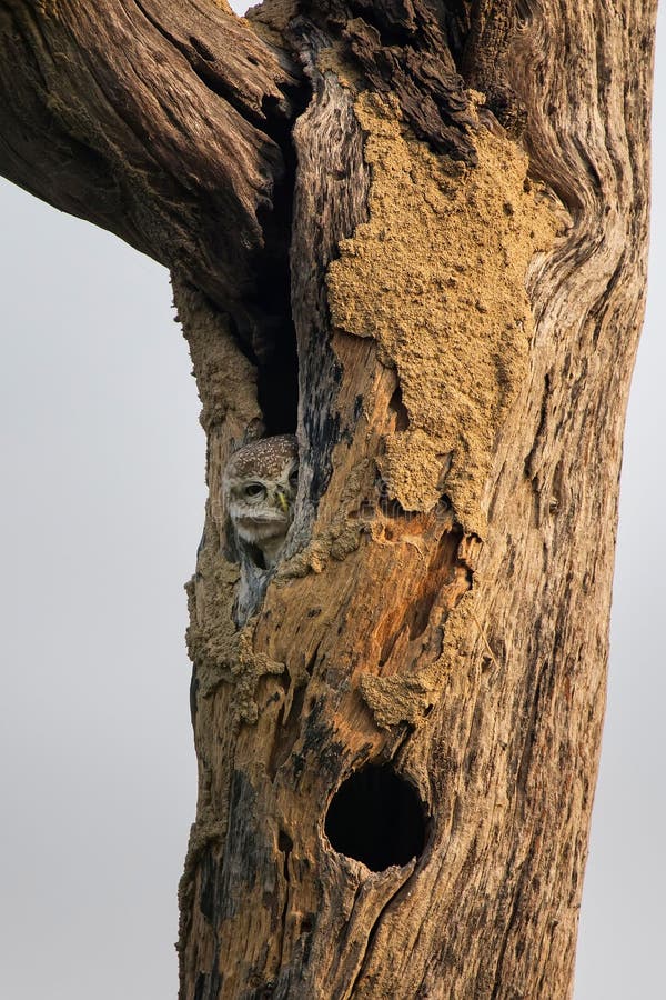 Επισημασμένη συνεδρίαση brama Athene owlet σε μια κοιλότητα ενός δέντρου στη KE στοκ φωτογραφία με δικαίωμα ελεύθερης χρήσης Επισημασμένη συνεδρίαση brama Athene owlet σε μια κοιλότητα ενός δέντρου στη KE στοκ φωτογραφία με δικαίωμα ελεύθερης χρήσης