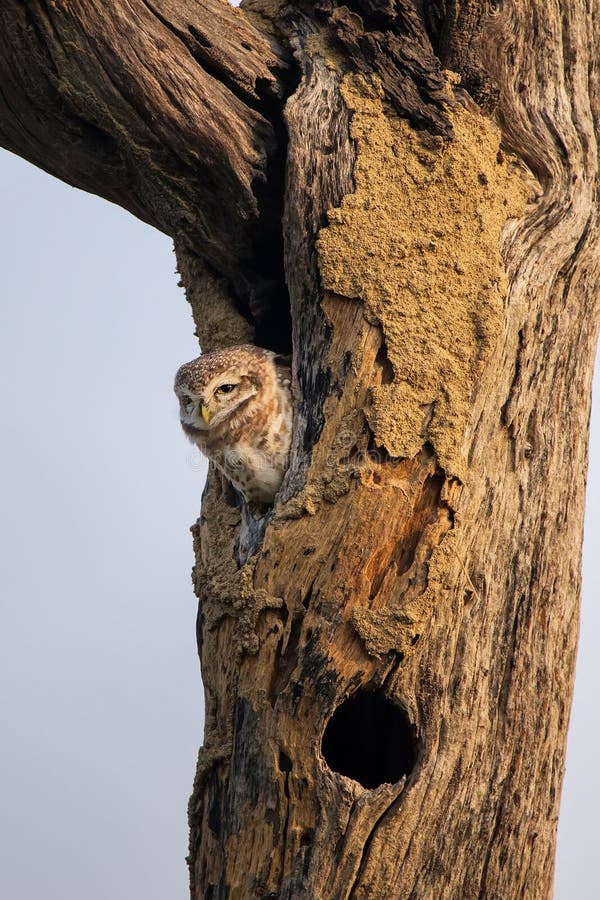 Επισημασμένη συνεδρίαση brama Athene owlet σε μια κοιλότητα ενός δέντρου στη KE στοκ εικόνα με δικαίωμα ελεύθερης χρήσης Επισημασμένη συνεδρίαση brama Athene owlet σε μια κοιλότητα ενός δέντρου στη KE στοκ εικόνα με δικαίωμα ελεύθερης χρήσης