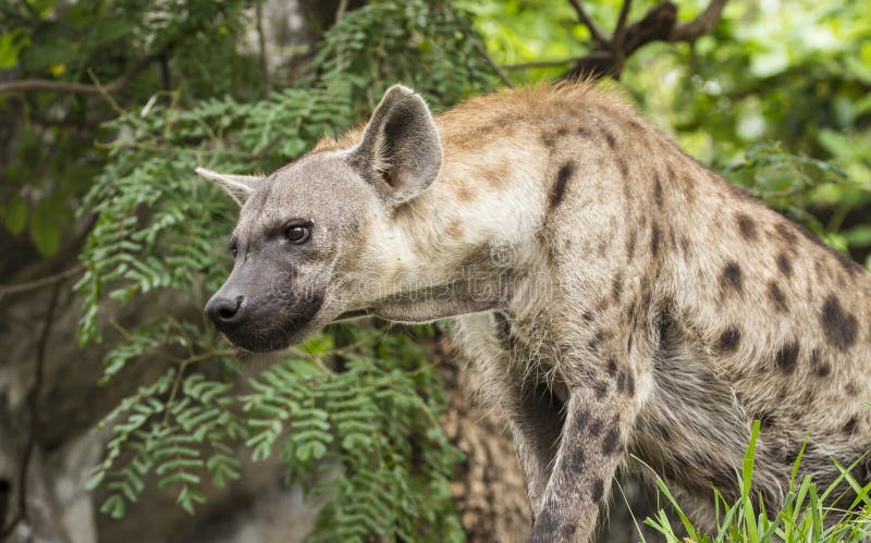 Επισημασμένο Hyenas στοκ φωτογραφίες με δικαίωμα ελεύθερης χρήσης Επισημασμένο Hyenas στοκ φωτογραφίες με δικαίωμα ελεύθερης χρήσης