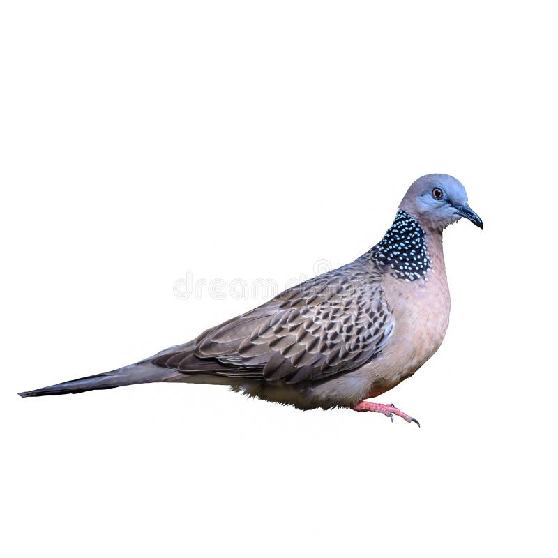 Spotted dove or Streptopelia chinensis, beautiful bird isolated standing with white background. Spotted dove or Streptopelia chinensis, beautiful bird isolated standing with white background.