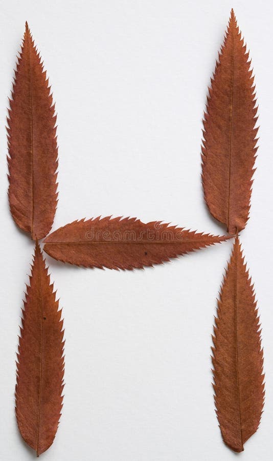 H letter: alphabet and numbers with autumn brown red dry leaf on white background. H letter: alphabet and numbers with autumn brown red dry leaf on white background