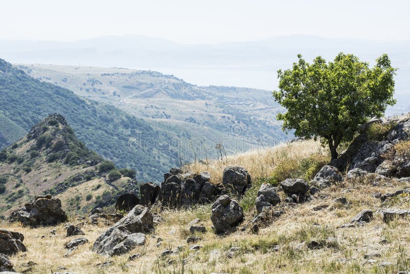 Επιφύλαξη φύσης Gamla στο Ισραήλ στοκ φωτογραφία Επιφύλαξη φύσης Gamla στο Ισραήλ στοκ φωτογραφία