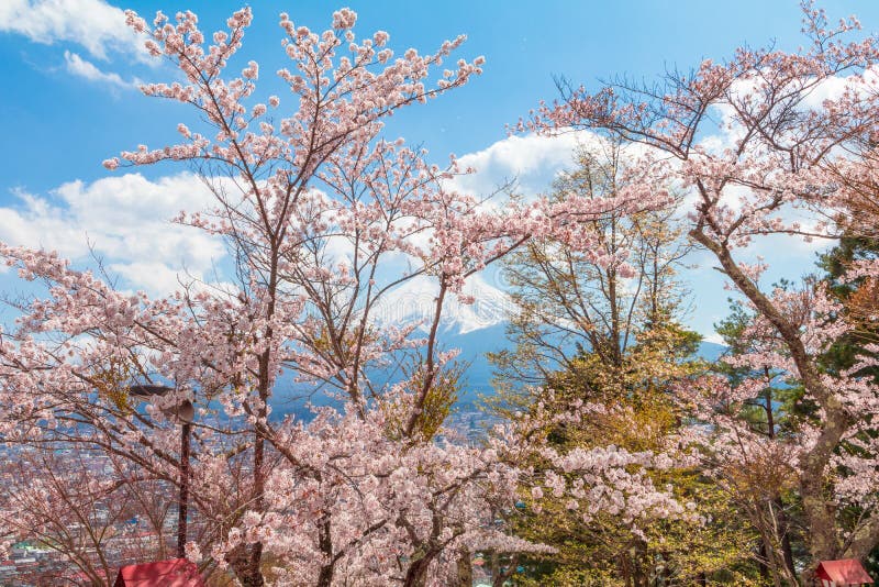 Εποχή sakura ανθών κερασιών την άνοιξη και ΑΜ fuji στοκ φωτογραφία Εποχή sakura ανθών κερασιών την άνοιξη και ΑΜ fuji στοκ φωτογραφία