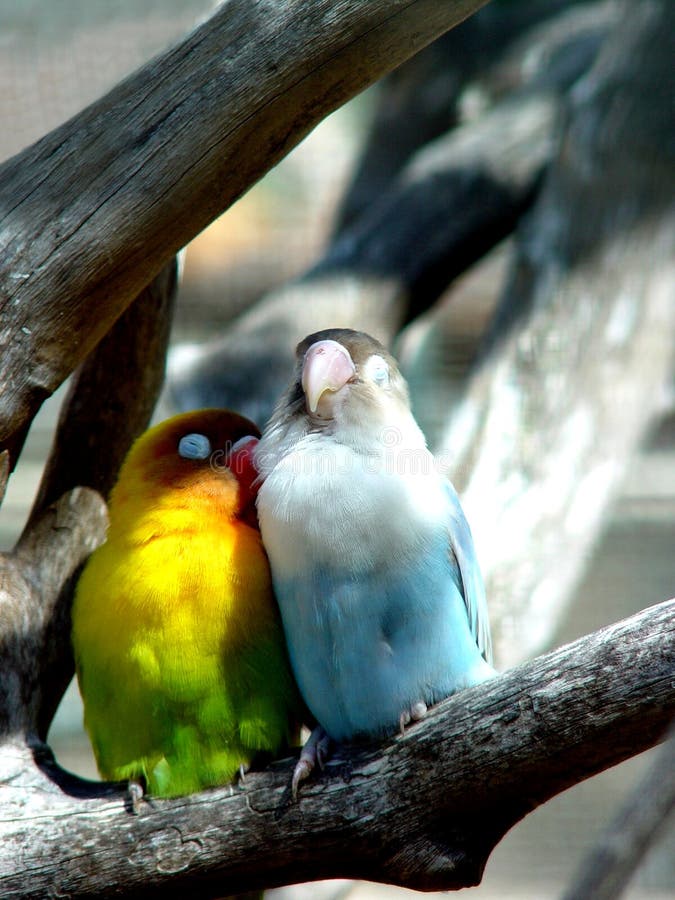 Lover birds, in Casela Bird Park, Mauritius. Lover birds, in Casela Bird Park, Mauritius