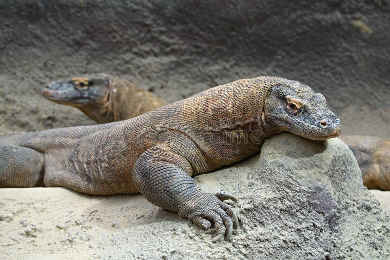 Ερπετά ζώων δράκου Komodo στοκ εικόνα με δικαίωμα ελεύθερης χρήσης
