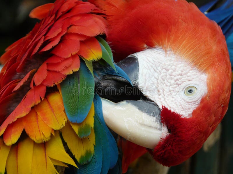 Ερυθρό Macaw στοκ εικόνες με δικαίωμα ελεύθερης χρήσης Ερυθρό Macaw στοκ εικόνες με δικαίωμα ελεύθερης χρήσης