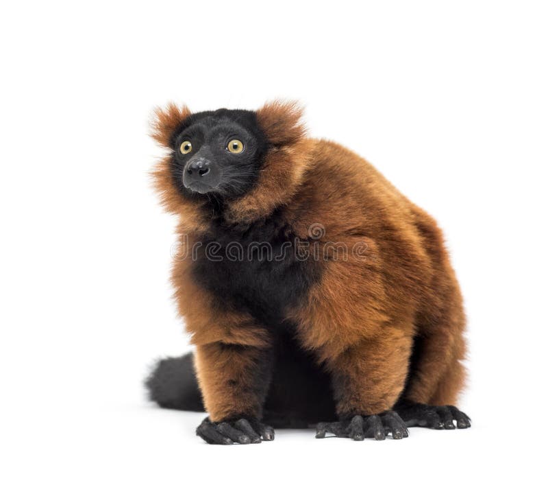 Red ruffed lemur, Varecia rubra, sitting against white background. Red ruffed lemur, Varecia rubra, sitting against white background