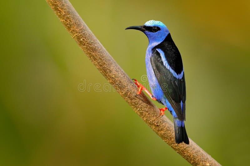 Ερυθρόποδο Honeycreeper, cyaneus Cyanerpes, εξωτικό τροπικό μπλε πουλί με το κόκκινο πόδι από τη Κόστα Ρίκα Τενεκεδένιο Songbird στοκ εικόνα με δικαίωμα ελεύθερης χρήσης Ερυθρόποδο Honeycreeper, cyaneus Cyanerpes, εξωτικό τροπικό μπλε πουλί με το κόκκινο πόδι από τη Κόστα Ρίκα Τενεκεδένιο Songbird στοκ εικόνα με δικαίωμα ελεύθερης χρήσης