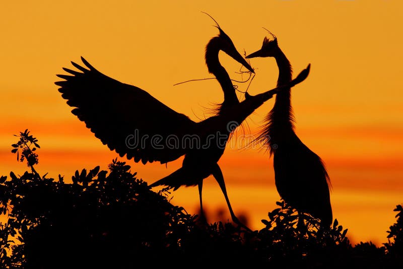 Two herons. Love on the tree with orange sunset. Wildlife scene from nature. Beautiful bird on the rock cliff. Beautiful birds in love. Two herons. Love on the tree with orange sunset. Wildlife scene from nature. Beautiful bird on the rock cliff. Beautiful birds in love.