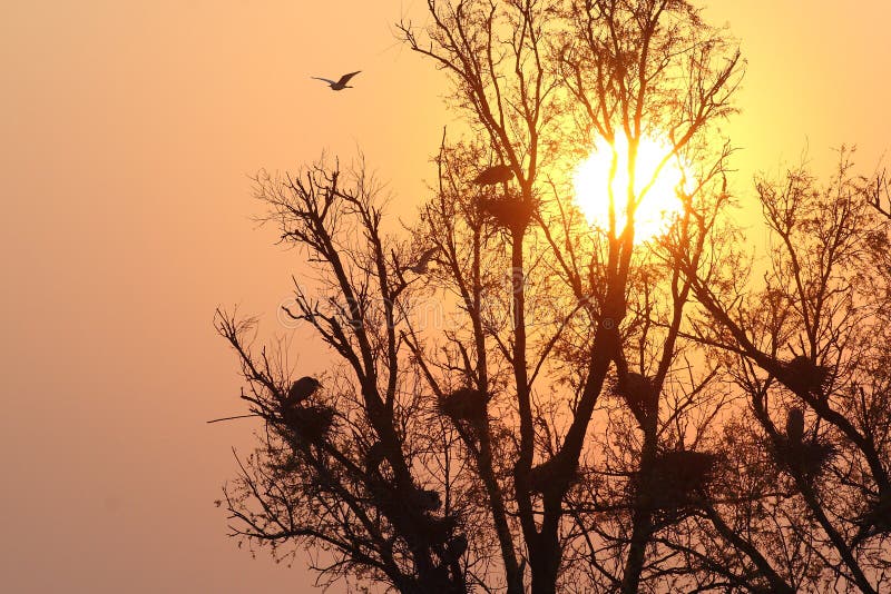 Ερωδιός heronry στοκ εικόνες Ερωδιός heronry στοκ εικόνες