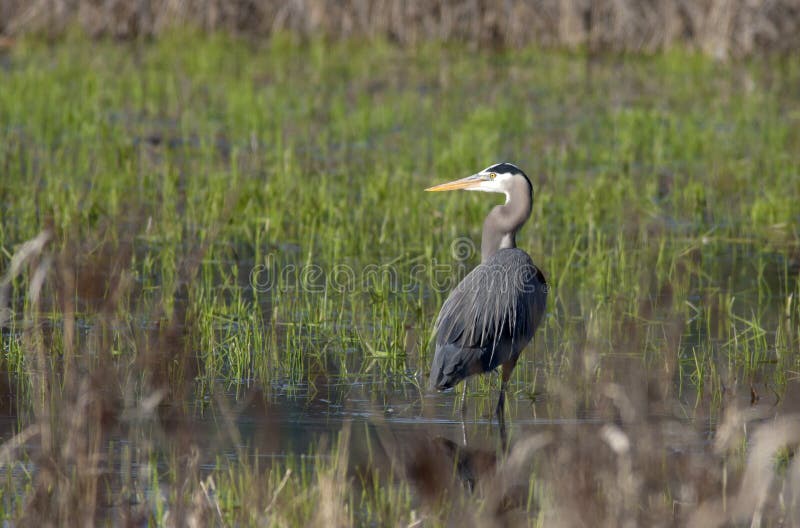 A great blue heron in a flooded marsh area near Hauser Lake in Idaho. A great blue heron in a flooded marsh area near Hauser Lake in Idaho.