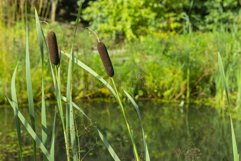Εσπευσμένο sedge καλάμων καλάμων Reedmace κοντά στην ακτή της λίμνης λιμνών στοκ φωτογραφία με δικαίωμα ελεύθερης χρήσης Εσπευσμένο sedge καλάμων καλάμων Reedmace κοντά στην ακτή της λίμνης λιμνών στοκ φωτογραφία με δικαίωμα ελεύθερης χρήσης
