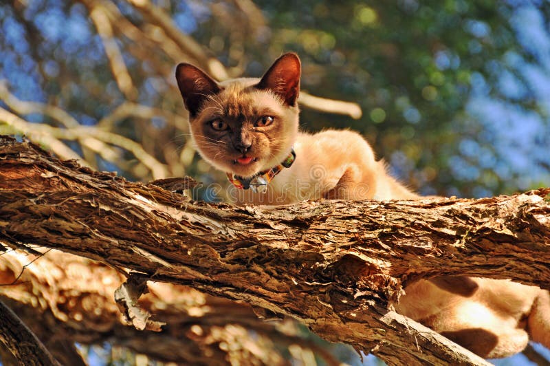 A unique image of a purebred Burmese oriental breed cat high up on a branch in a tree. The cat was busy hunting and sneaking up on birds and small wildlife creatures in the huge old tree in the home garden. A unique image of a purebred Burmese oriental breed cat high up on a branch in a tree. The cat was busy hunting and sneaking up on birds and small wildlife creatures in the huge old tree in the home garden.