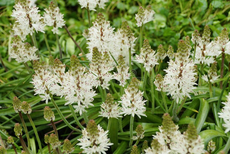 Ευαίσθητα λευκά άνθη του Cape Cowslip χωρισμένα σε πυκνά συμπυκνωμένα άνθη σε φόντο ζωντανού πράσινου φύλλου διανυσματική απεικόνιση