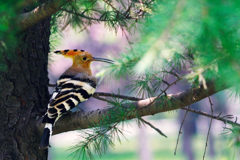 ευρασιατικό hoopoe στοκ φωτογραφία ευρασιατικό hoopoe στοκ φωτογραφία