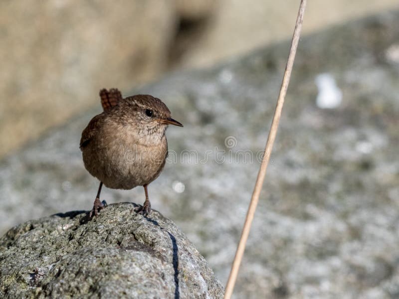 Ευρασιατικό Wren, τρωγλοδύτες τρωγλοδυτών Συνεδρίαση πουλιών σε έναν βράχο μια ηλιόλουστη ημέρα στοκ εικόνα Ευρασιατικό Wren, τρωγλοδύτες τρωγλοδυτών Συνεδρίαση πουλιών σε έναν βράχο μια ηλιόλουστη ημέρα στοκ εικόνα
