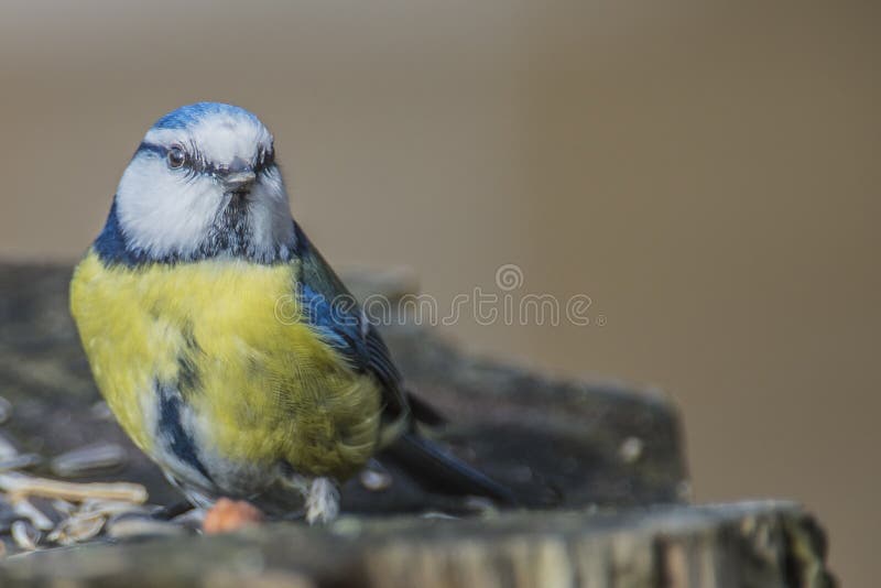 Ευρασιατικό μπλε Tit (caeruleus Cyanistes ή caeruleus Parus) στοκ εικόνες με δικαίωμα ελεύθερης χρήσης Ευρασιατικό μπλε Tit (caeruleus Cyanistes ή caeruleus Parus) στοκ εικόνες με δικαίωμα ελεύθερης χρήσης