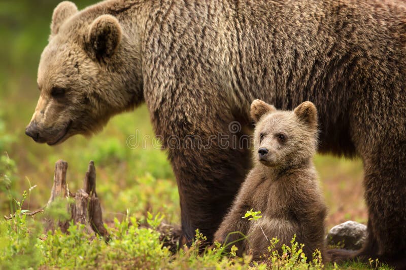 Ευρασιατικός καφετής αντέχει τη μητέρα με cub της στοκ φωτογραφία με δικαίωμα ελεύθερης χρήσης