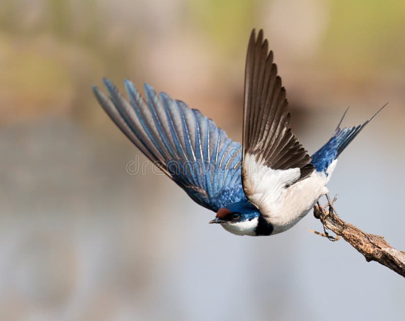 European Swallow take off, lovely wingsup pose. European Swallow take off, lovely wingsup pose