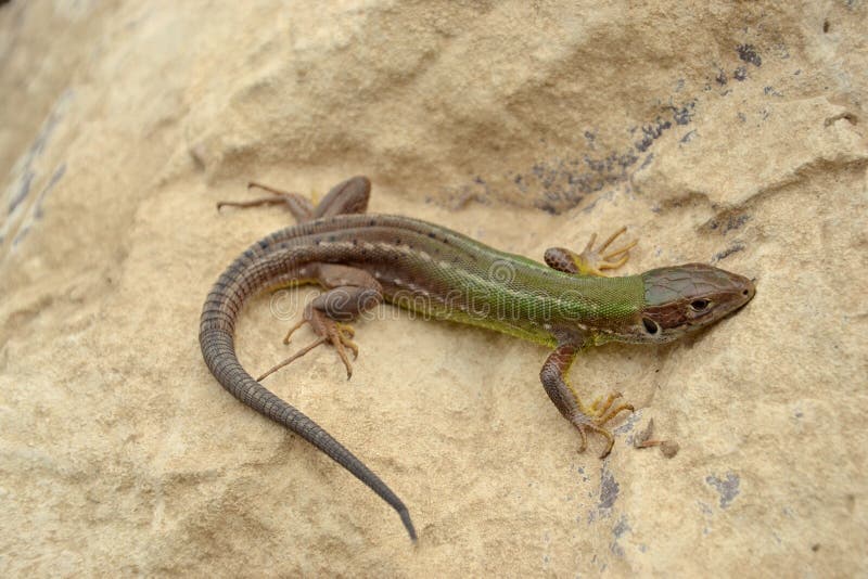 Ευρωπαϊκή πράσινη σαύρα (viridis Lacerta) στοκ εικόνα Ευρωπαϊκή πράσινη σαύρα (viridis Lacerta) στοκ εικόνα